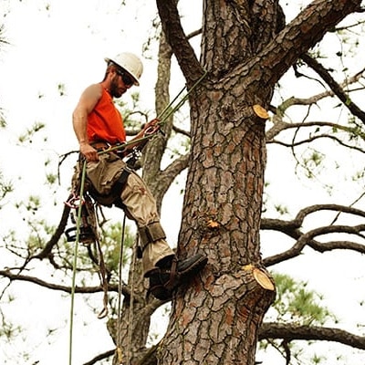 Land Clearing