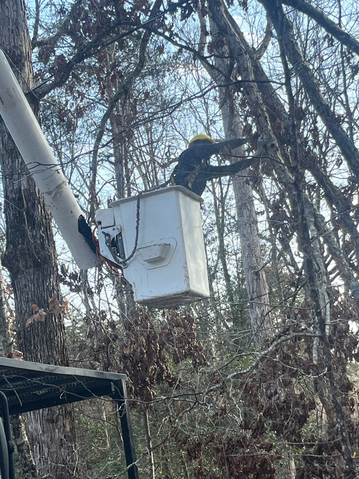 Tree Trimming